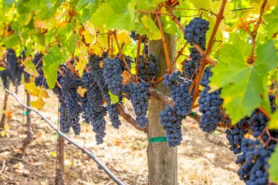 3800 Jameson Canyon Road, Napa, CA 94558 - Photo 2