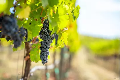 3800 Jameson Canyon Road, Napa, CA 94558 - Photo 4