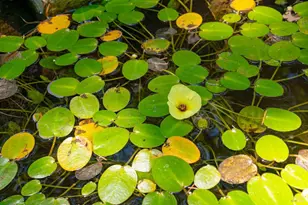 1590 Sylvaner Ave, Saint Helena, CA 94574 - Photo 36