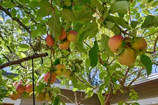 211 The Alameda, San Anselmo, CA 94960 - Photo 38