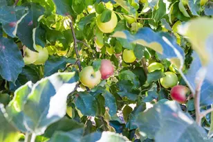 497 Laguna Vista Rd, Santa Rosa, CA 95401 - Photo 42