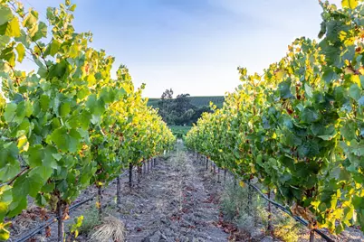 1299 Duhig Road, Napa, CA 94559 - Photo 4