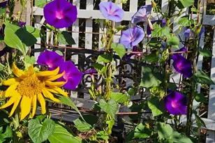 6 Blackwood Ct, Napa, CA 94558 - Photo 64