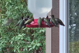 6 Blackwood Ct, Napa, CA 94558 - Photo 70