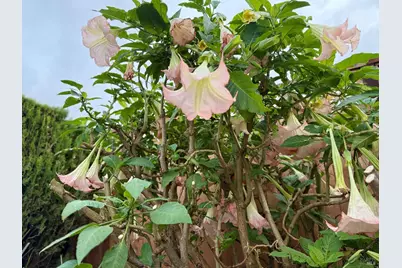 221 Livingston Avenue, Vacaville, CA 95687 - Photo 78