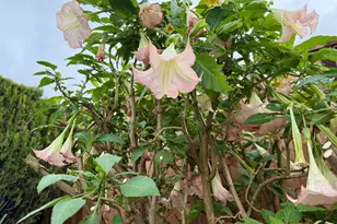 221 Livingston Ave, Vacaville, CA 95687 - Photo 78