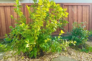 3739 Parrett Ave, Napa, CA 94558 - Photo 20