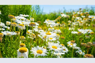 2183 Live Oak Farm Lane, Petaluma, CA 94952 - Photo 32