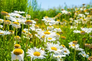 2183 Live Oak Farm Ln, Petaluma, CA 94952 - Photo 32