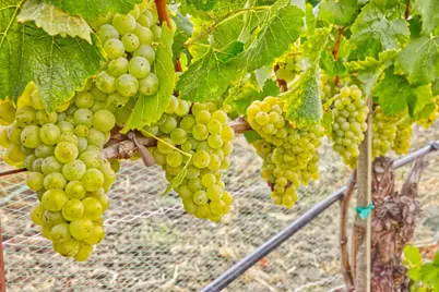 1450 Stage Gulch Road, Petaluma, CA 94954 - Photo 20