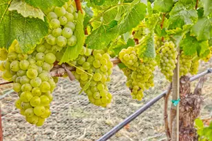 1450 Stage Gulch Rd, Petaluma, CA 94954 - Photo 20