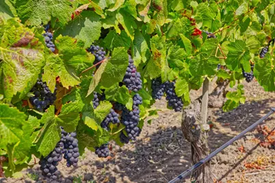 1450 Stage Gulch Road, Petaluma, CA 94954 - Photo 14