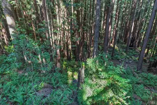 1101 River Beach Rd, The Sea Ranch, CA 95497 - Photo 24