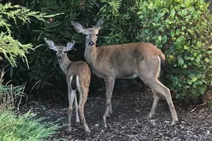 1101 River Beach Rd, The Sea Ranch, CA 95497 - Photo 28