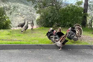 314 Lariat Dr, Pope Valley, CA 94567 - Photo 52