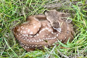 35844 Sea Ridge Rd, The Sea Ranch, CA 95497 - Photo 22