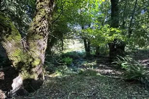 51901 Stivers Rd, Laytonville, CA 95454 - Photo 20