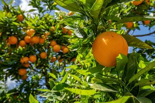 2571 Sunrise Dr, Fairfield, CA 94533 - Photo 34