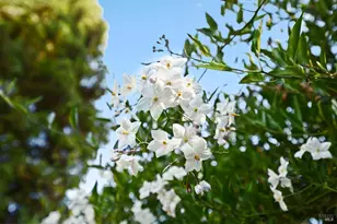 1124 Sunnyslope Dr, Santa Rosa, CA 95404 - Photo 40