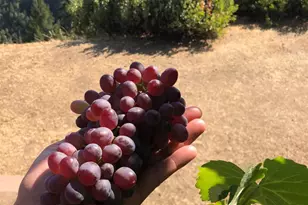 19801 Kelly Rd, Geyserville, CA 95441 - Photo 12