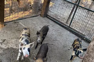 19801 Kelly Rd, Geyserville, CA 95441 - Photo 72