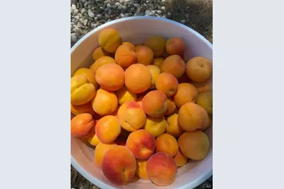 19801 Kelly Road, Geyserville, CA 95441 - Photo 80