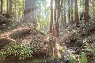 2081 Joy Rd, Occidental, CA 95465 - Photo 48