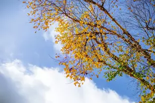 810 Wine Ct, Petaluma, CA 94954 - Photo 66