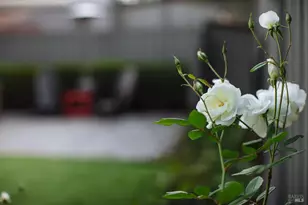 810 Wine Ct, Petaluma, CA 94954 - Photo 60