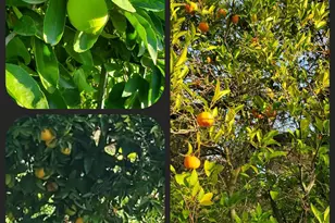 3778 Burke Pl, Sonoma, CA 95476 - Photo 82