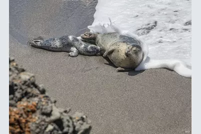 41179 Deer Trail, The Sea Ranch, CA 95497 - Photo 18