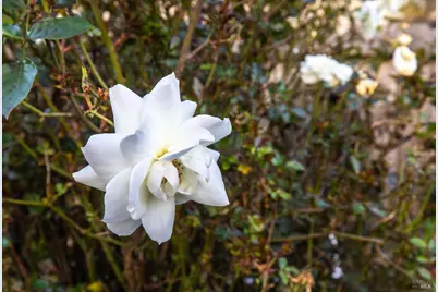 1763 E Street, Napa, CA 94559 - Photo 24