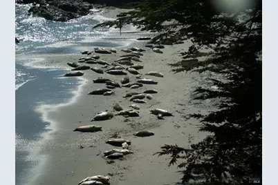 167 Dune Drift Close, The Sea Ranch, CA 95497 - Photo 58