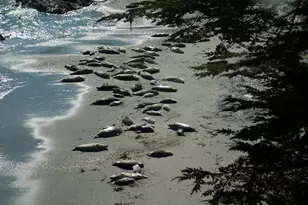 167 Dune Drift Close, The Sea Ranch, CA 95497 - Photo 58