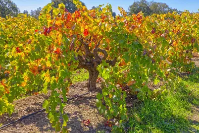 1623 Willowside Road, Santa Rosa, CA 95401 - Photo 38