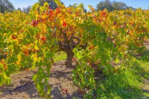 1623 Willowside Rd, Santa Rosa, CA 95401 - Photo 38