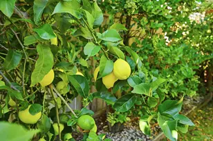 28 S Newport Dr, Napa, CA 94559 - Photo 22