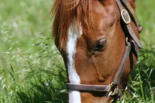 3800 Piru Canyon Rd, Piru, CA 93040 - Photo 10