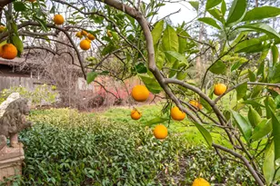 506 La Tierra Dr, Angwin, CA 94508 - Photo 14