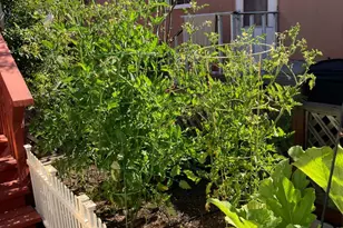 6781 Evergreen Ave, Sebastopol, CA 95472 - Photo 32