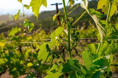 2893 Saint Helena Highway, Saint Helena, CA 94574 - Photo 16