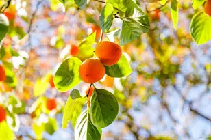 1203 Glenn St, Santa Rosa, CA 95401 - Photo 12