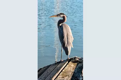 136 Peacock Drive, San Rafael, CA 94901 - Photo 38