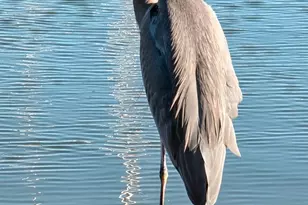 136 Peacock Dr, San Rafael, CA 94901 - Photo 38