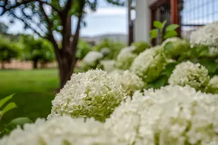 6476 Red Winery Rd, Geyserville, CA 95441 - Photo 32