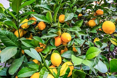 1173 River Pine Circle, Petaluma, CA 94954 - Photo 40