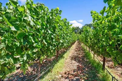 3140 Big Ranch Road, Napa, CA 94558 - Photo 48