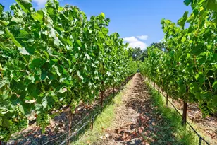 3140 Big Ranch Rd, Napa, CA 94558 - Photo 48