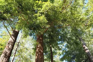 65401 Hwy 271, Leggett, CA 95585 - Photo 46