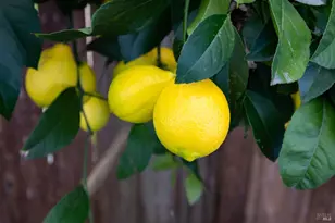 24 Leisure Park Cir, Santa Rosa, CA 95401 - Photo 34